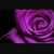 Crystal Pye's profile image