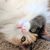Teresa Kornhauser Lindsey's profile image