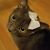 Jessica Stein Patrick's profile image