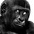 Alex Gonzalez's profile image