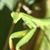 Cro Mog's profile image