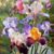 Iris Jean Marx's profile image