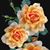 Justina LaPrarie LaBorde's profile image