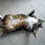 Debby Redifer's profile image