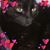 Kim Cook's profile image