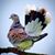 Kari Ulland-Carlson's profile image