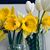 Audrey Gayle Thiessen Idler's profile image