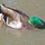 Richard Paone's profile image