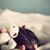 Cheryl Janiszewski's profile image