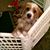 Pat Barrientos's profile image