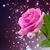 Ramona Henning's profile image