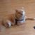 Janie Shores Annunziata's profile image