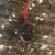 Barbara Ann Scott Colaizzi's profile image