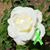 Rose Caplan's profile image