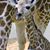 Cory Smith's profile image