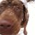 Patrick Dean's profile image