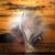 Shelly Bateson's profile image