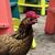 Gerhard Andre Roelleke's profile image