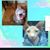 Rooster Robins's profile image