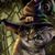 Sandy McElfresh's profile image
