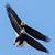Dyllan Ausburn's profile image