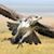 Shaheen Eagle's profile image