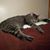 Ray Backe's profile image