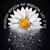 Barb Boleratz's profile image