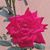 Krystel Larranaga's profile image