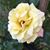 Connie Rotters Blake's profile image