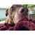 Alysse Licea's profile image