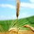 Waway Yusuf's profile image