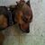 Ricardo Lozano's profile image