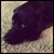 Shawn Ballanger's profile image