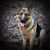 Anna Paloff Shelton's profile image