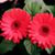 Lisa Lockwood's profile image