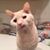 Sue Boyenga Thomas's profile image
