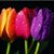 Dandriel Jones's profile image