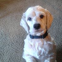 Susan Queen's profile image