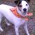 Vicki Thompson Negron's profile image