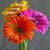 Polizzi Anna's profile image