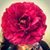 Marriam Khan MK's profile image