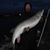 Randy Whiteman's profile image