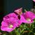 Donna Anderson's profile image