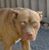 Giuseppe Andretto's profile image