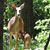 Judy Pichette's profile image
