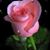 Nena Papazarifi's profile image
