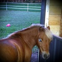 Melanie Herr Szczesniak's profile image