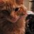 Donna Brumlow's profile image