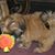 Sue Archibald's profile image